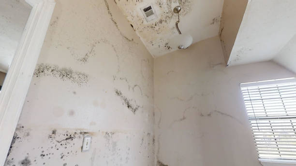 Dehumidification Services in Roseland, NJ