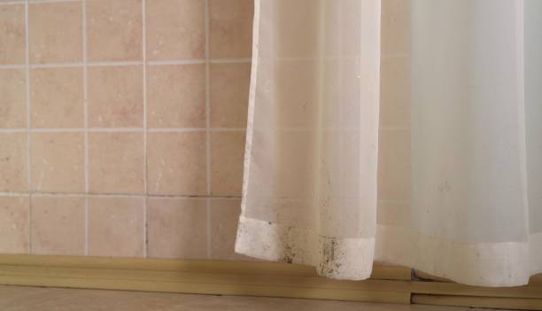 Best Environmental Consulting for Mold Prevention  in Roseland, NJ