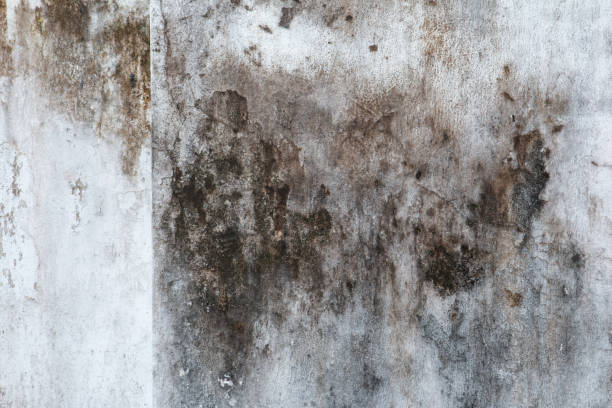 Best Mold Remediation for Healthcare Facilities  in Roseland, NJ