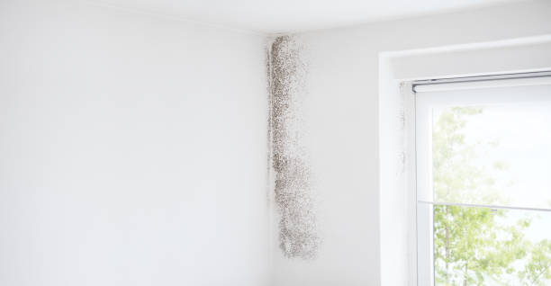 Best Water Damage & Mold Remediation  in Roseland, NJ