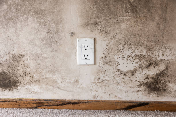 Best Dehumidification Services  in Roseland, NJ