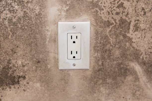 Mold Odor Removal Services in Roseland, NJ